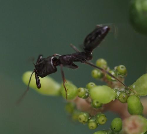 Odontomachus sp.